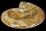 Wide Polished Fossil Ammonite Dish #133250-2